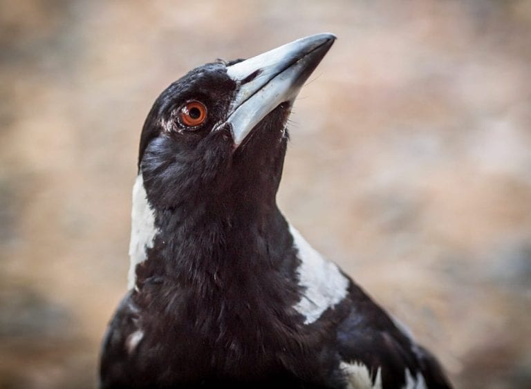 The Australian magpie – Australian Wildlife