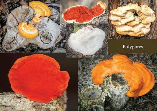 Fungi Fungus Queensland Bribie island plants flora