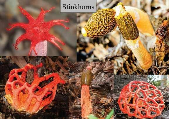 Fungi Galore – Fungus