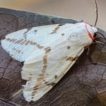 Tiger moths. Australian, Queensland. Wildlife. Insects.