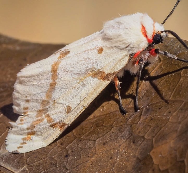 Tiger moths. Australian, Queensland. Wildlife. Insects.