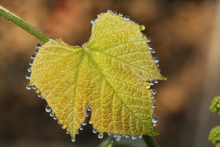Wines – New Grape Varieties