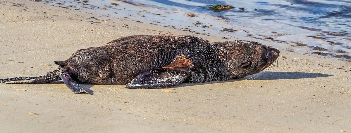 Fur Seal. Bongaree. Bribie Island. Queensland. Australia.