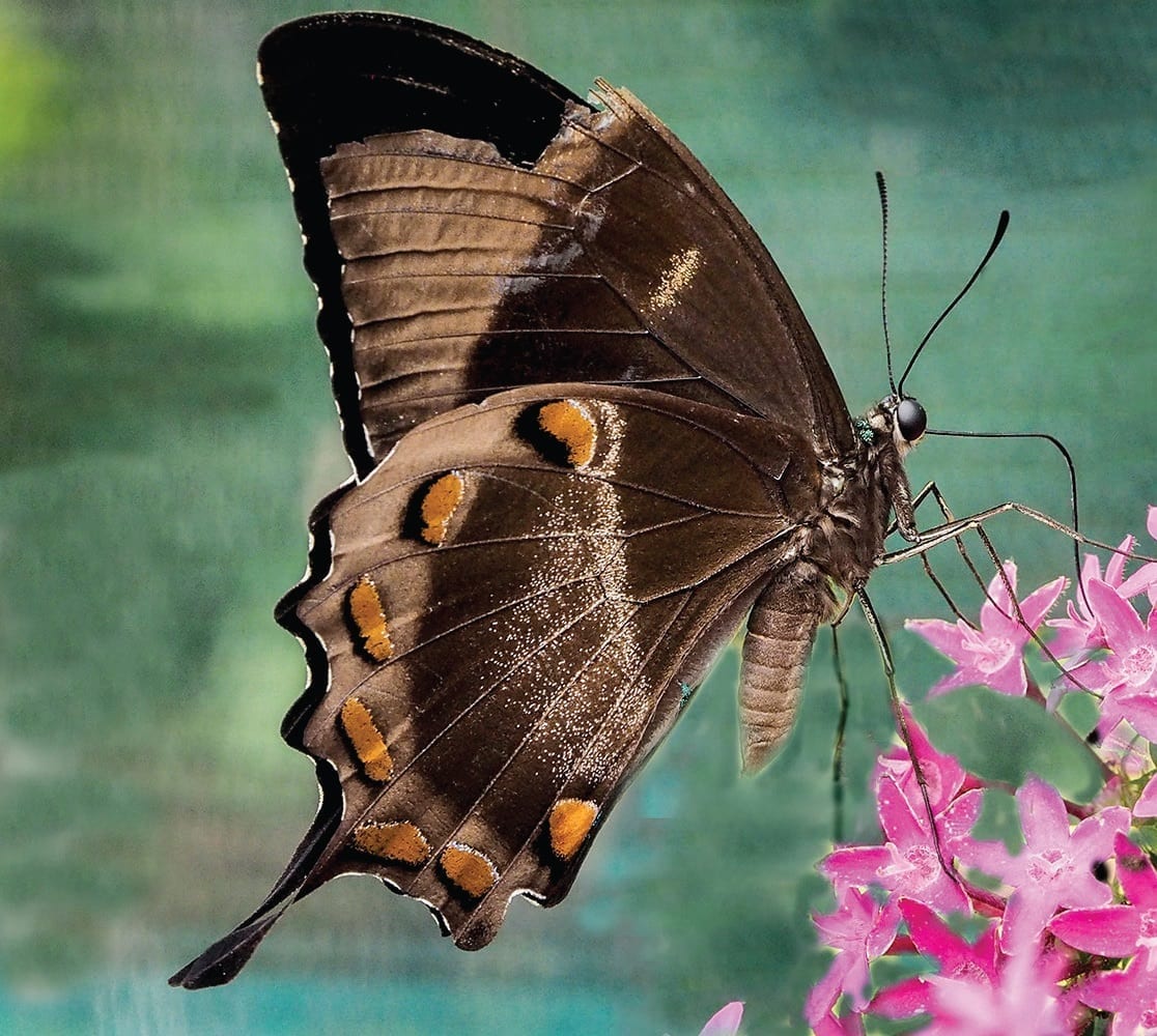 Ulysses Swallowtail Butterfly