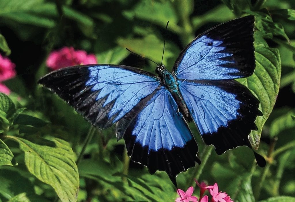 ULYSSES SWALLOWTAIL PAPILIO ULYSSES The Bribie Islander