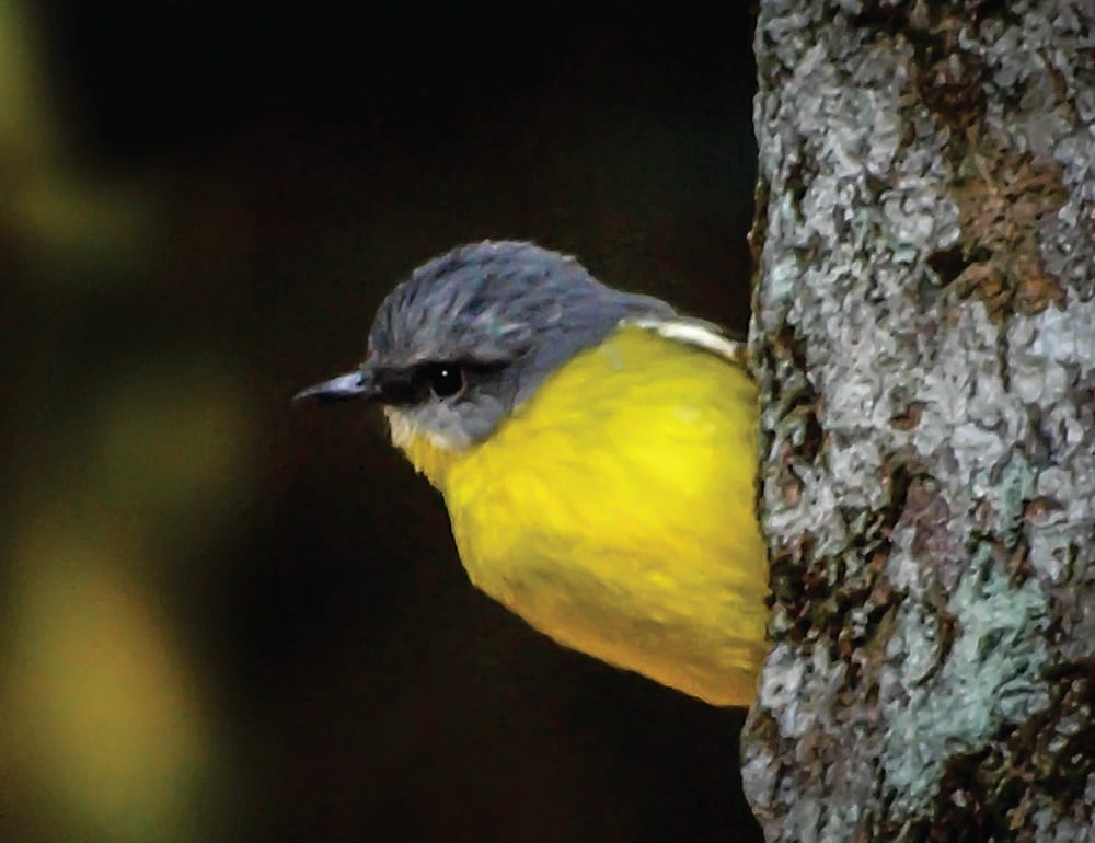 Native Australian wildlife. Birds. Bribie Island. Queensland