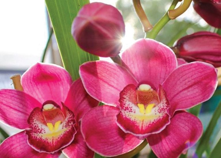 Bribie Island Orchid Society holds show