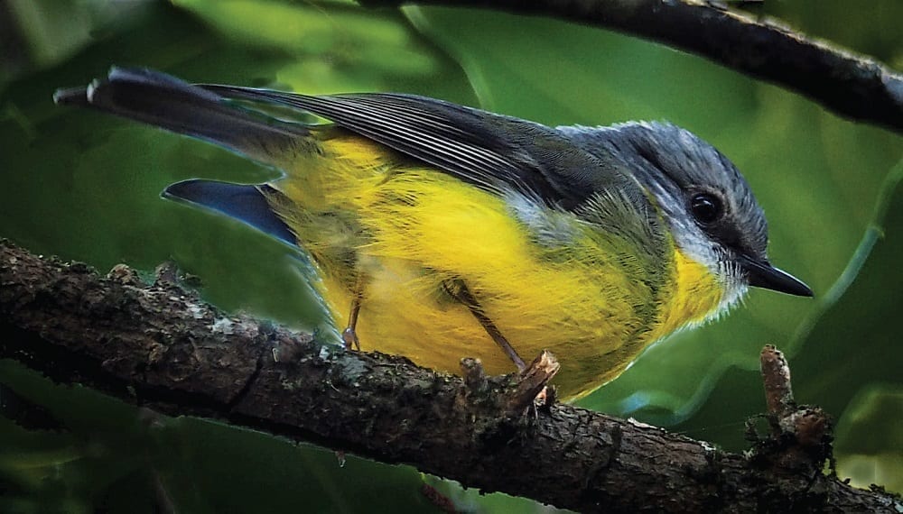 Native Australian wildlife. Birds. Bribie Island. Queensland