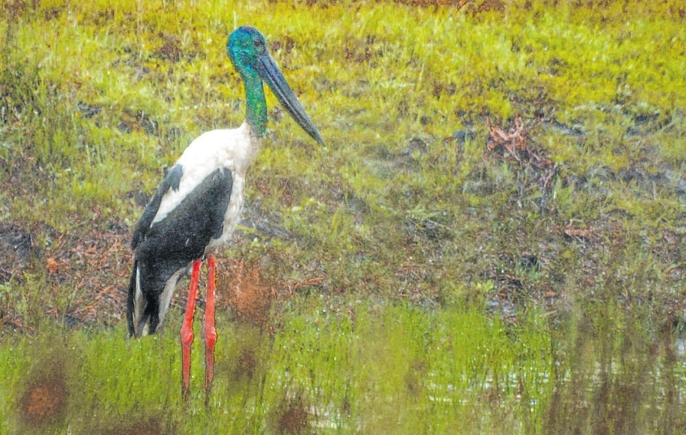 Native Wildlife. Birds. Storks. Australian. Queensland.