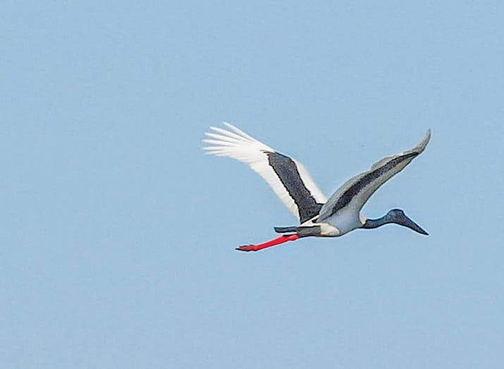 Native Wildlife. Birds. Storks. Australian. Queensland.