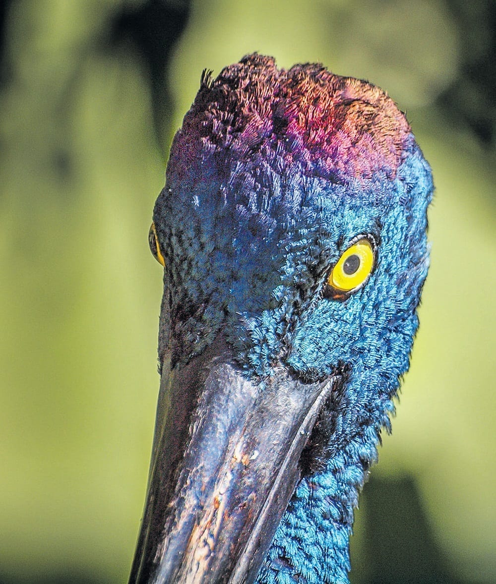 Native Wildlife. Birds. Storks. Australian. Queensland. | The Bribie