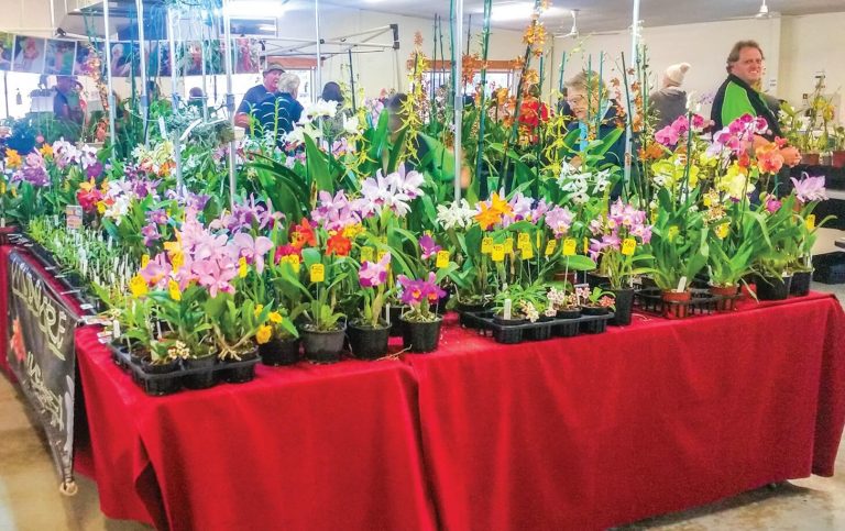 the Bribie Island Orchid Society’s Spring Orchid and Foliage Show