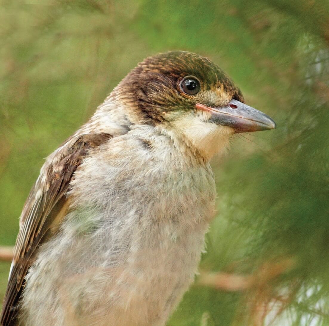 australian wildlife birds butcherbird