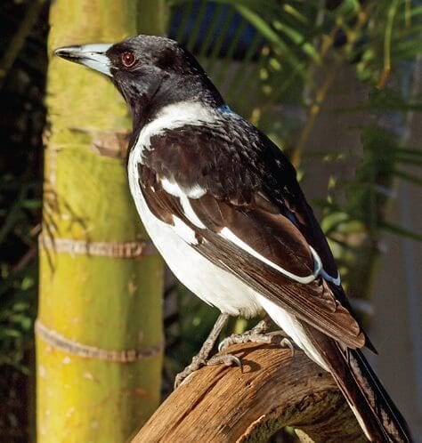 australian wildlife birds butcherbird