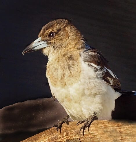 australian wildlife birds butcherbird