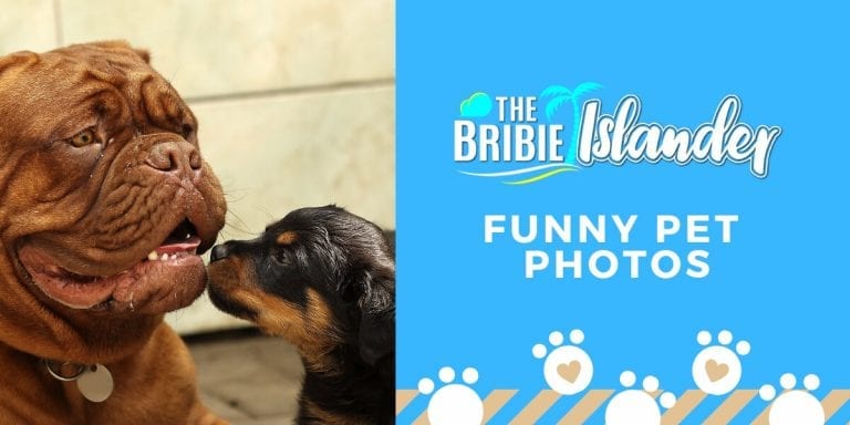 The Bribie Islander – Funny Pet Pics – Issue 104