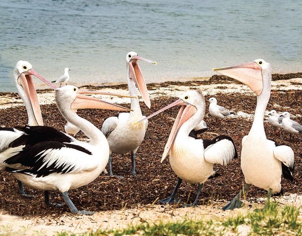 pelican australian wildlife birds