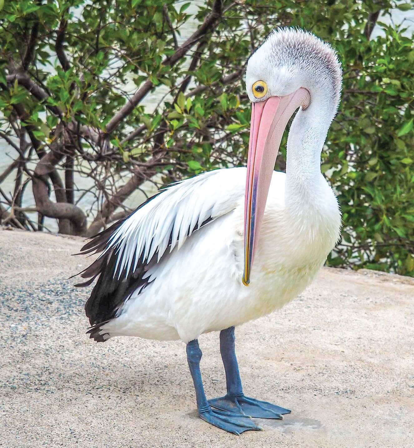 pelican australian wildlife birds