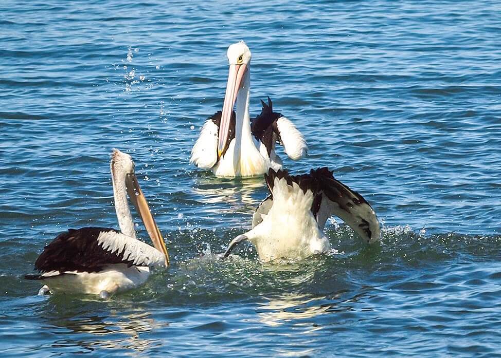 pelican australian wildlife birds