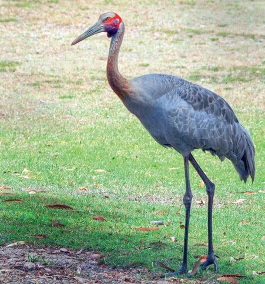 Bribie Island. Native birds. Wildlife BROLGA – GRUS RIBICUNDA.