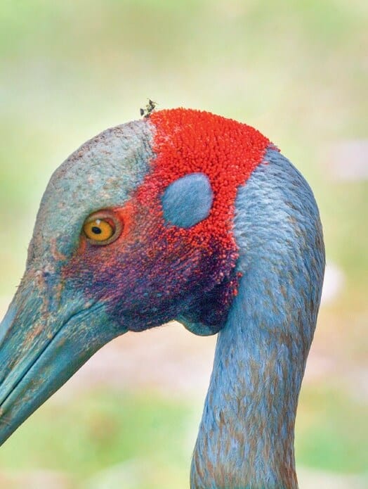 Bribie Island. Native birds. Wildlife BROLGA – GRUS RIBICUNDA.