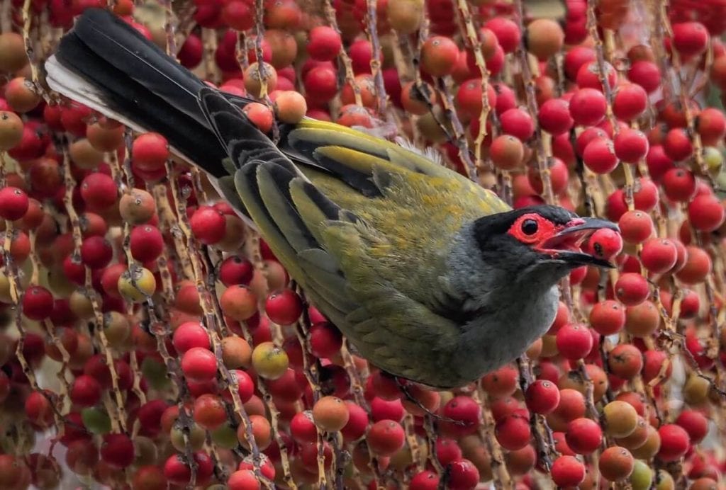 AUSTRALASIAN FIGBIRD (SPHECOTHERES VIEILLOTI) The Bribie Islander