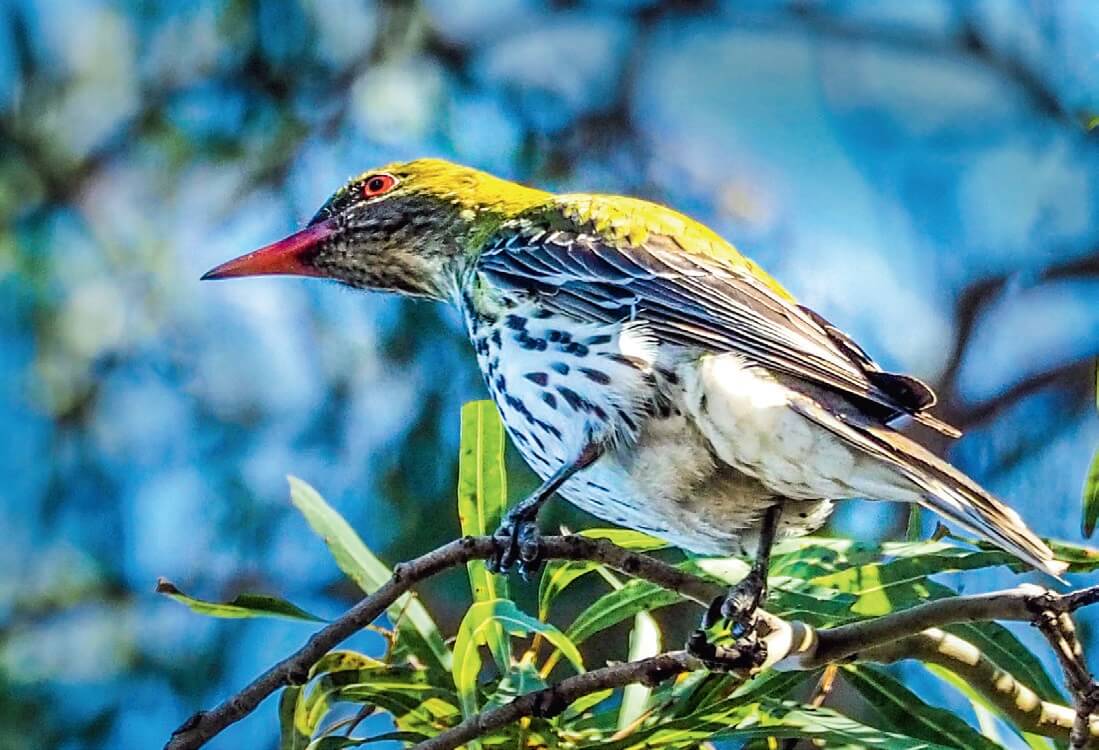 Australian wildlife. Queensland. Figbird. Birds.-3