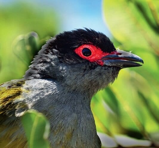Australian wildlife. Queensland. Figbird. Birds.-4
