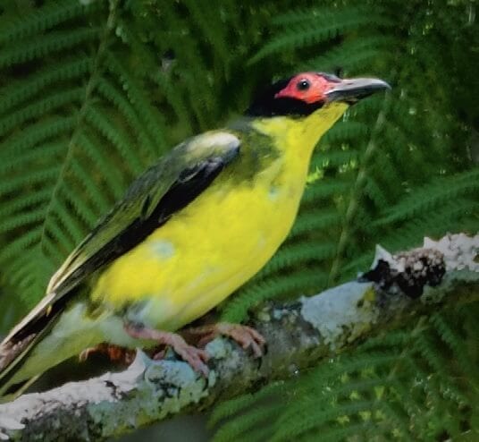 Australian wildlife. Queensland. Figbird. Birds.-6