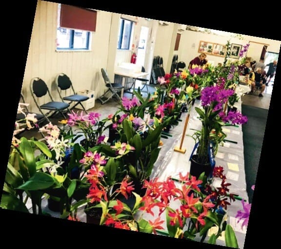 Bribie Island Orchid show. Orchids. Groups and clubs.-1