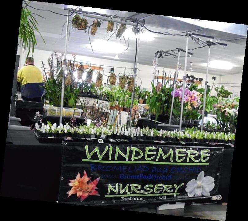 Bribie Island Orchid show. Orchids. Groups and clubs.-1