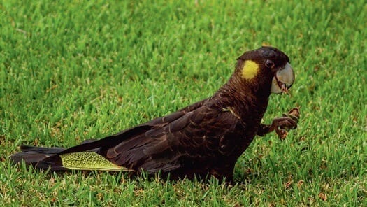 Black Cockatoo. Wildlife, native, birds. Australian. Queensland. Brisbane. Moreton Bay (3)