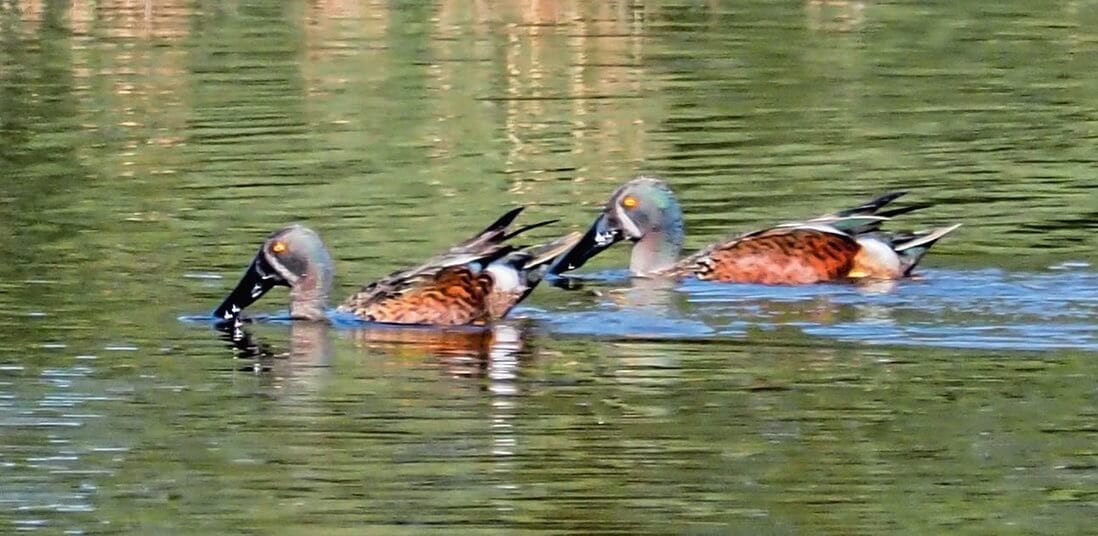 Wildlife. Native. Birds. Ducks. Australian. Bribie Island. Queensland. Moreton Bay. AUSTRALASIAN SHOVELER (1)