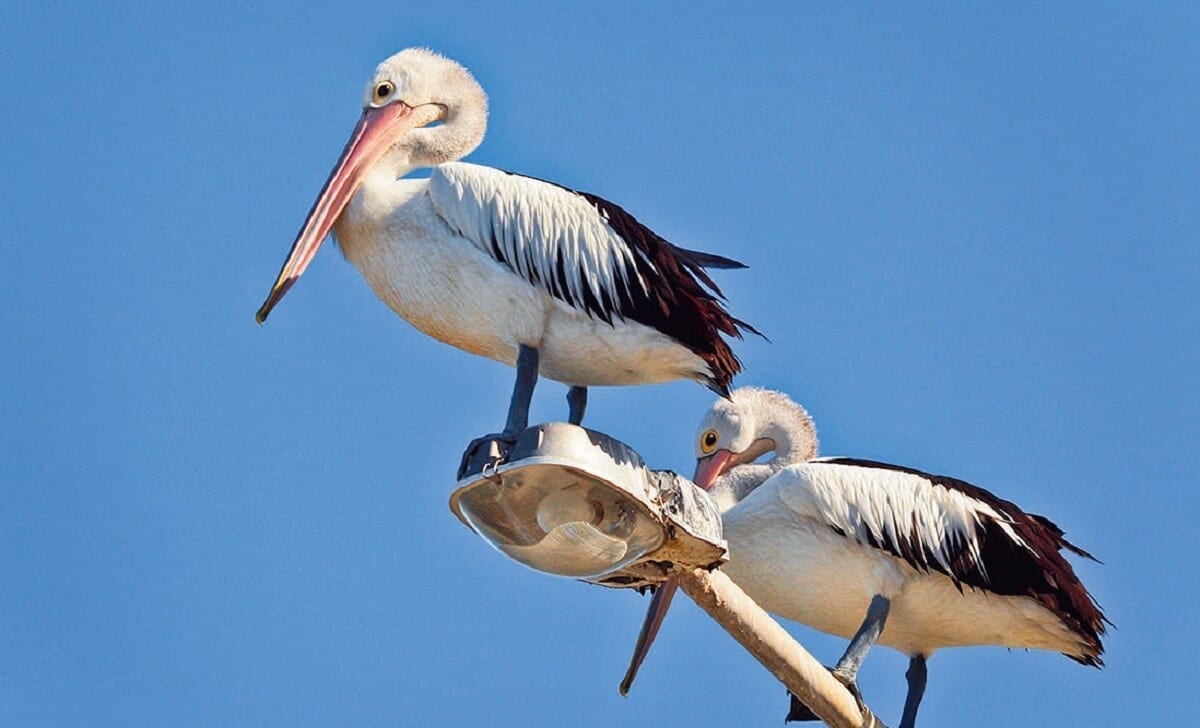 pelicans bribie island moreton bay queesnland (1)