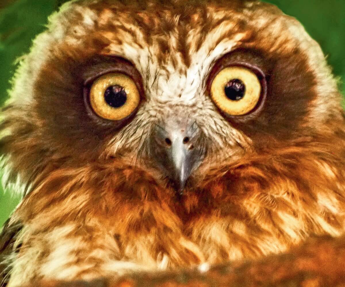 AUSTRALIAN BOOBOOK OWL NINOX NOVAESEELANDIAE The Bribie Islander