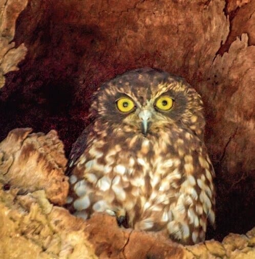 Native Australian Wildlife. Birds. BooBook Owls. Bribie Island. Moreton Bay. Queensland (3)