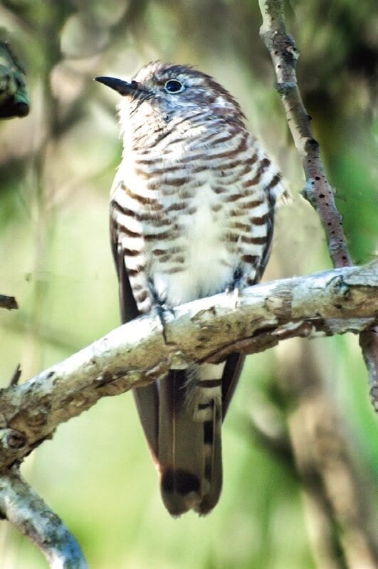 Wildlife. Native. Birds. Cuckoo. Australian. Queensland. Bribie Island. Moreton Bay