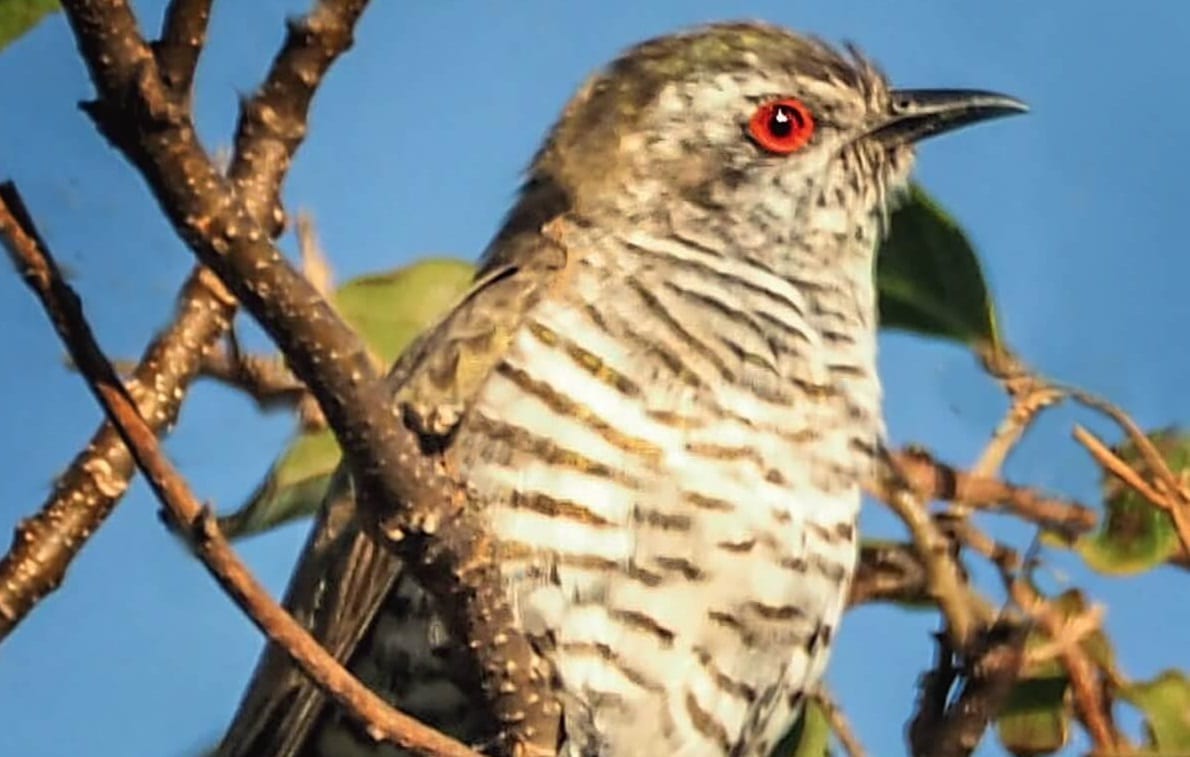 Wildlife. Native. Birds. Cuckoo. Australian. Queensland. Bribie Island. Moreton Bay (1)