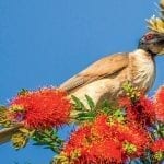 Wildlife. Native. Birds. Australian. Queensland. Bribie Island. Brisbane. Moreton Bay (1)