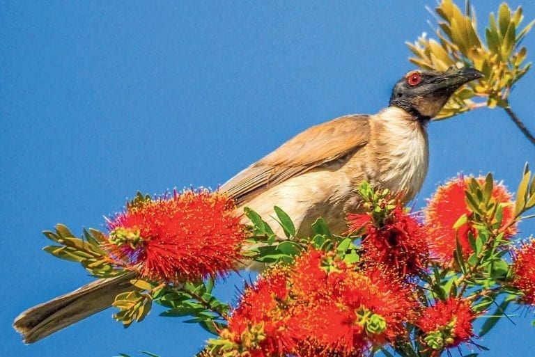 Bribie Island Wildlife – NOISY FRIARBIRD – PHILEMON CORNICULATUS