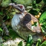 Wildlife. Native. Birds. Australian. Queensland. Bribie Island. Brisbane. Moreton Bay (3)