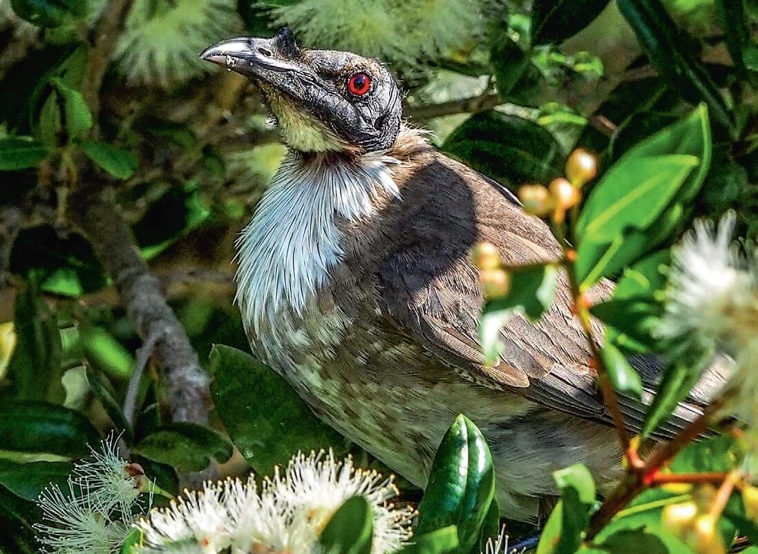 Wildlife. Native. Birds. Australian. Queensland. Bribie Island. Brisbane. Moreton Bay (1)