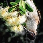 Wildlife. Native. Birds. Australian. Queensland. Bribie Island. Brisbane. Moreton Bay (4)