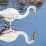 Wildlife. Native. Birds. Egret. Bribie Island. Moreton Bay. Brisbane. Queensland. Australia. (1)