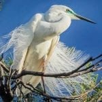 Wildlife. Native. Birds. Egret. Bribie Island. Moreton Bay. Brisbane. Queensland. Australia. (2)