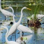 Wildlife. Native. Birds. Egret. Bribie Island. Moreton Bay. Brisbane. Queensland. Australia. (3)