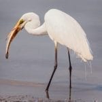 Wildlife. Native. Birds. Egret. Bribie Island. Moreton Bay. Brisbane. Queensland. Australia. (4)
