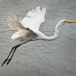 Wildlife. Native. Birds. Egret. Bribie Island. Moreton Bay. Brisbane. Queensland. Australia. (5)
