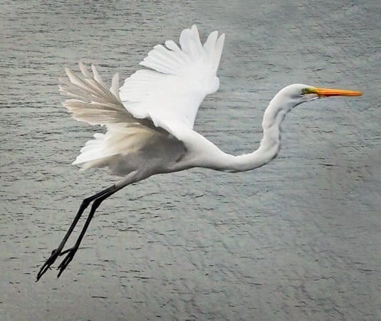 Wildlife. Native. Birds. Egret. Bribie Island. Moreton Bay. Brisbane. Queensland. Australia. (1)