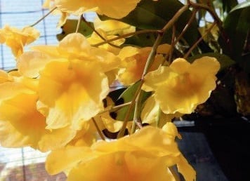 spring orchid & foliage show bribie island-5